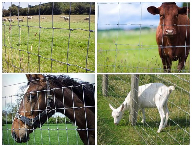 100m Galvanized Livestock Hinge Joint Wire Mesh Fencing High Tensile